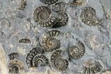 Ammonite (Promicroceras) Cluster - Marston Magna, England #176359-2